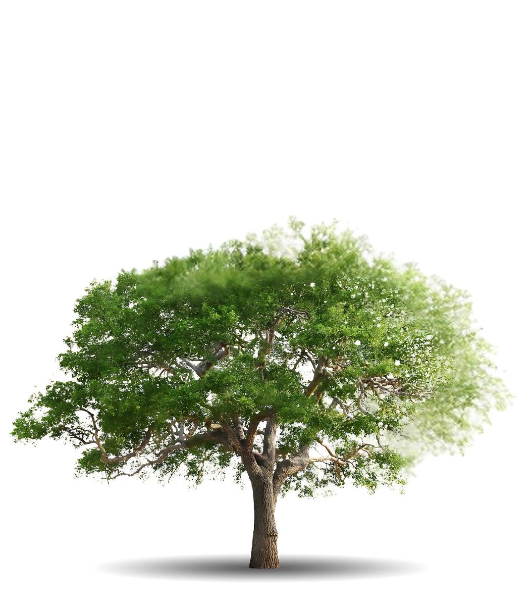 tree removal Billings MT